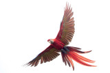 Scarlet Macaw