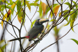 Collared Aracari