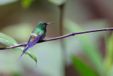 Black-bellied Thorntail