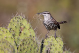 Boucards Wren