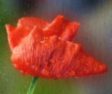 Poppies