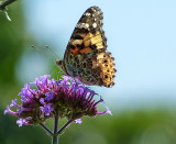 Afternoon butterfly 1