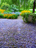 Wisteria carpet