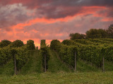 End of the day among vineyards...