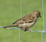 There are no vegan sparrows.