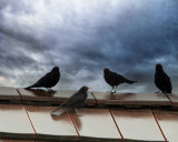 Blackbirds in the rain...