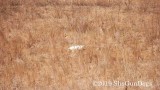 2019 CSCA Hunt 190317 042.jpg