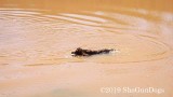 2019 CSCA Hunt 190317 141.jpg