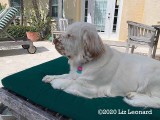 Olive's Gallery Page(s) 3 Updated on 3/31/2020