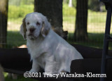 Gertie  210612 006.jpg