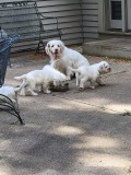 Summer's 2 Litter Gallery Week 10 Page(s) 3-4 Updated 9/29/22