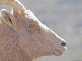 Big-Horned-Sheep-Mt-Evans.jpg