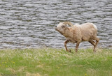 Big-Horned-Sheep-RMNP-2.jpg