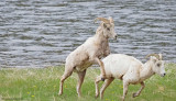 Big-Horned-Sheep-RMNP-4.jpg