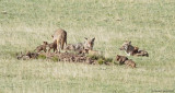 Coyotes-and-Pups.jpg