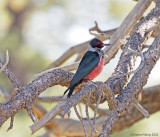 Lewiss-Woodpecker.jpg