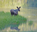 Moose-6.jpg