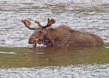 Moose2-RMNP.jpg
