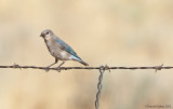 Mountain-Bluebird2.jpg