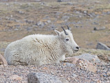 Mountain-Goat-5.jpg