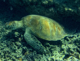 New Caledonia (Snorkel)