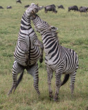 Young zebras play fighting