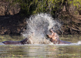 Fighting Hippos