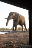 Elephant approaching water hole