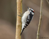 Downy Woodpecker