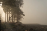 In The Mist