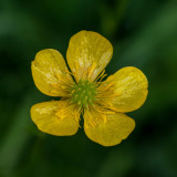 Macro