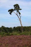 De Liereman / Oud-Turnhout