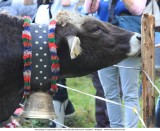 Viehscheid_2018-09-19_032.jpg