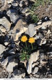 Walmendingerhorn - Abstieg W„ldele_2018-09-20_053.jpg