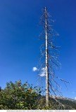 Walmendingerhorn - Abstieg W„ldele_2018-09-20_064.jpg
