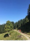 Walmendingerhorn - Abstieg W„ldele_2018-09-20_067.jpg