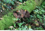Dies und Das ins KleinWalserTal_2018-09-19_046.jpg