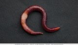 Lumbricus terrestris - Regenworm 