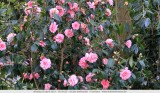 Camelia's