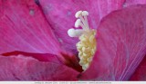 Tuinhibiscus - Hibiscus syriacus
