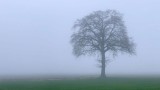 Lonely tree on a foggy afternoon (Merksplas)