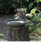 Birds in the garden_016.jpg