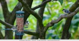 Birds in the garden_018.jpg