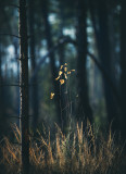 colour impressions