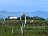 Virée sur l'isle aux Grues