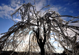 L'arbre surglacé