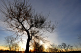 L'arbre magnifique