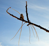 Vestige