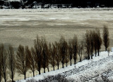 la rangée d'arbres de la marina