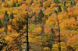 Arbres morts sur fonds d'automne